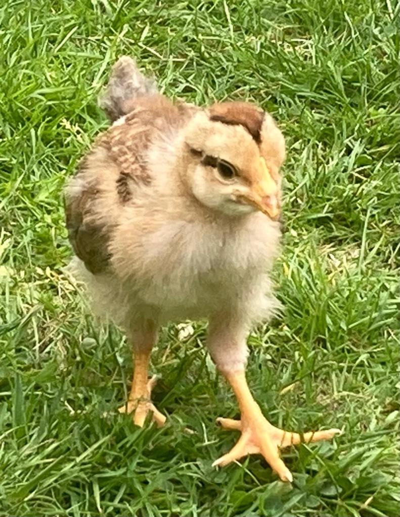 Welsumer kuikens te koop, raszuiver en gesekst Goede leggers, Dieren en Toebehoren, Pluimvee, Meerdere dieren, Kip