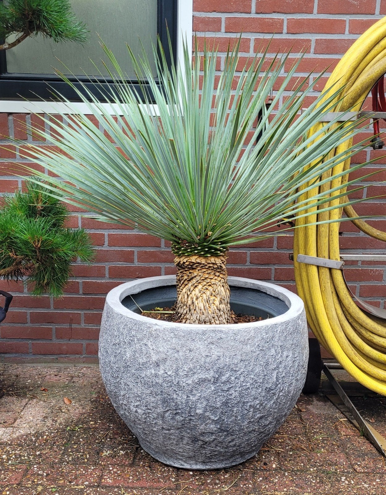 Grote Yucca rostrata in glyfiber bloempot (Ø 60cm), Ophalen, Overige materialen, Gebruikt, Rond