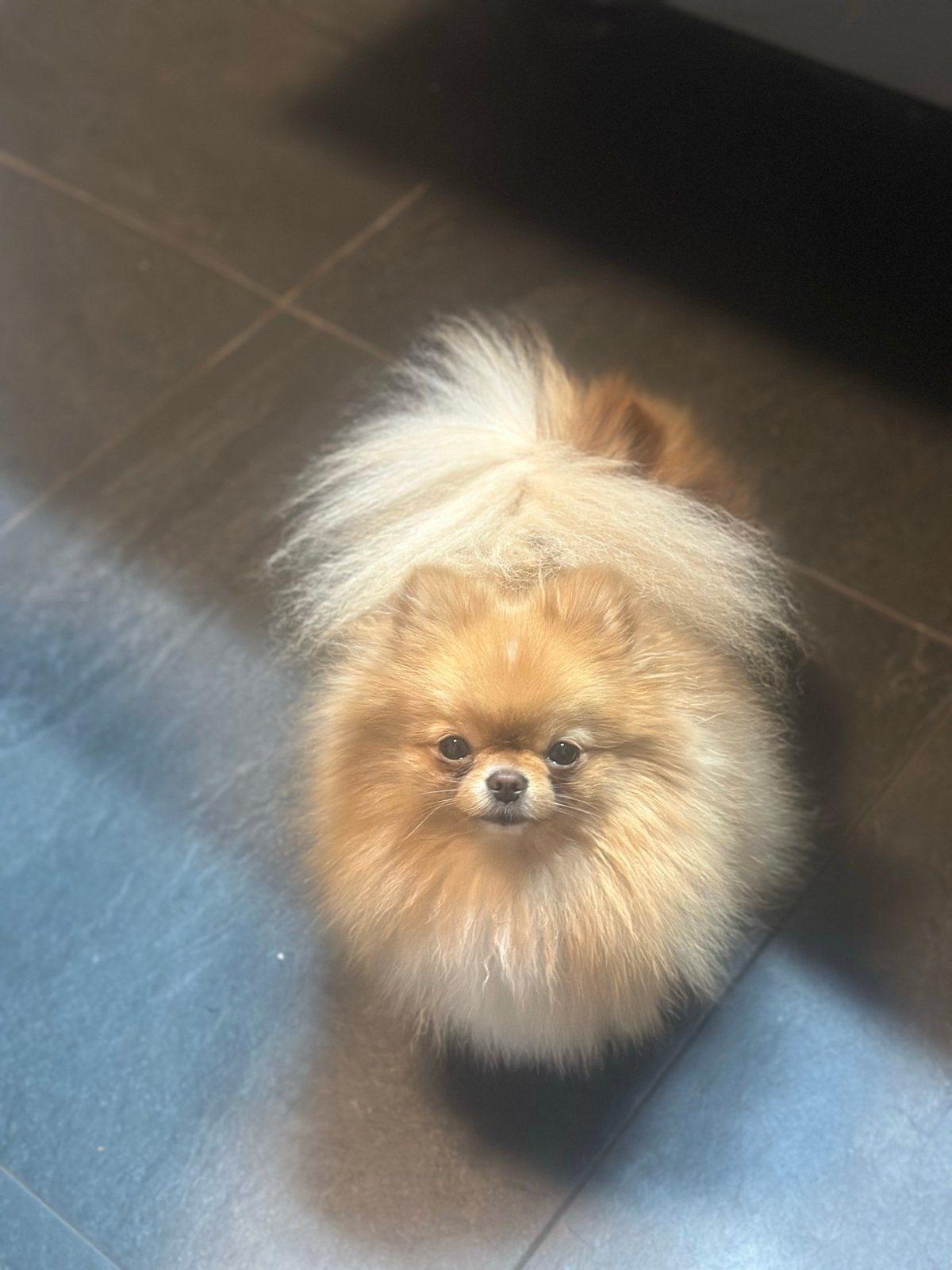 Chloe herplaatsing, Dieren en Toebehoren, Honden | Poolhonden, Keeshonden en Oertypen, Parvo, 1 tot 2 jaar, Teef, Eén hond