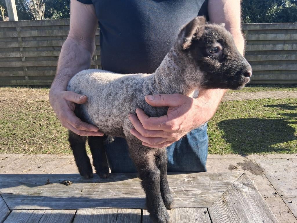 Mooie Shopshire rammen., Dieren en Toebehoren, Schapen, Geiten en Varkens