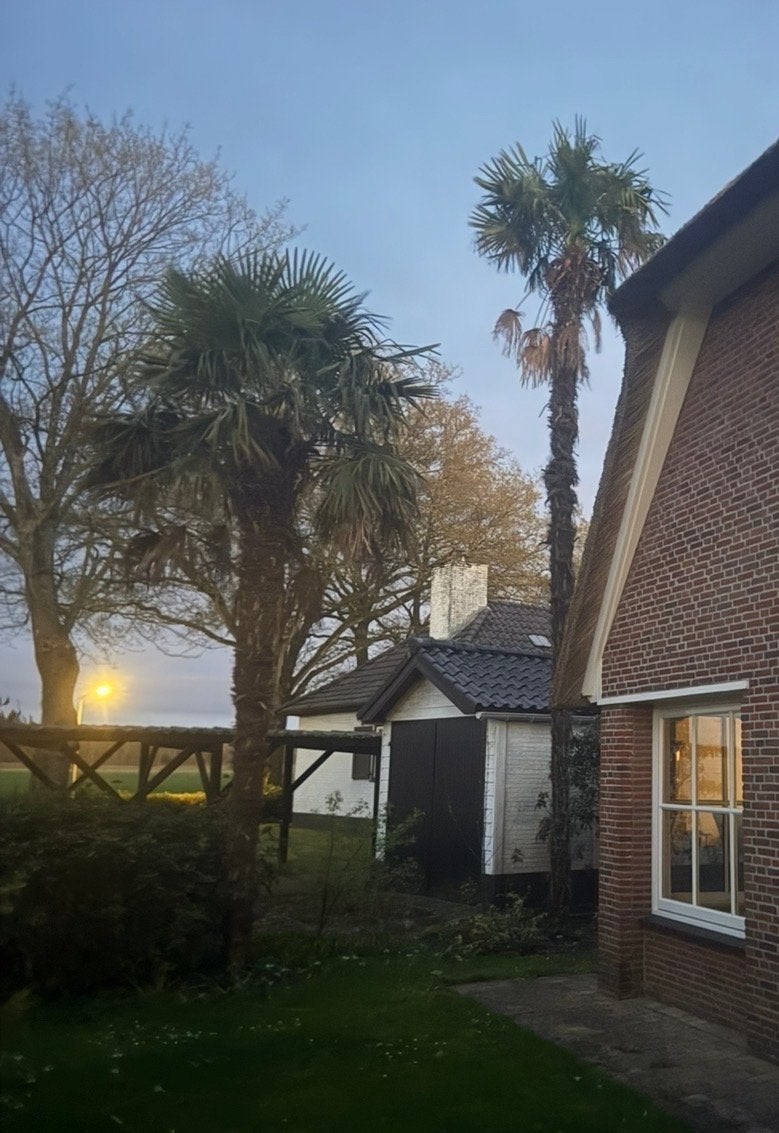 Gezocht: 3 Winterharde Palmen van 400cm hoog, Tuin en Terras, Ophalen of Verzenden, Vaste plant, Overige soorten