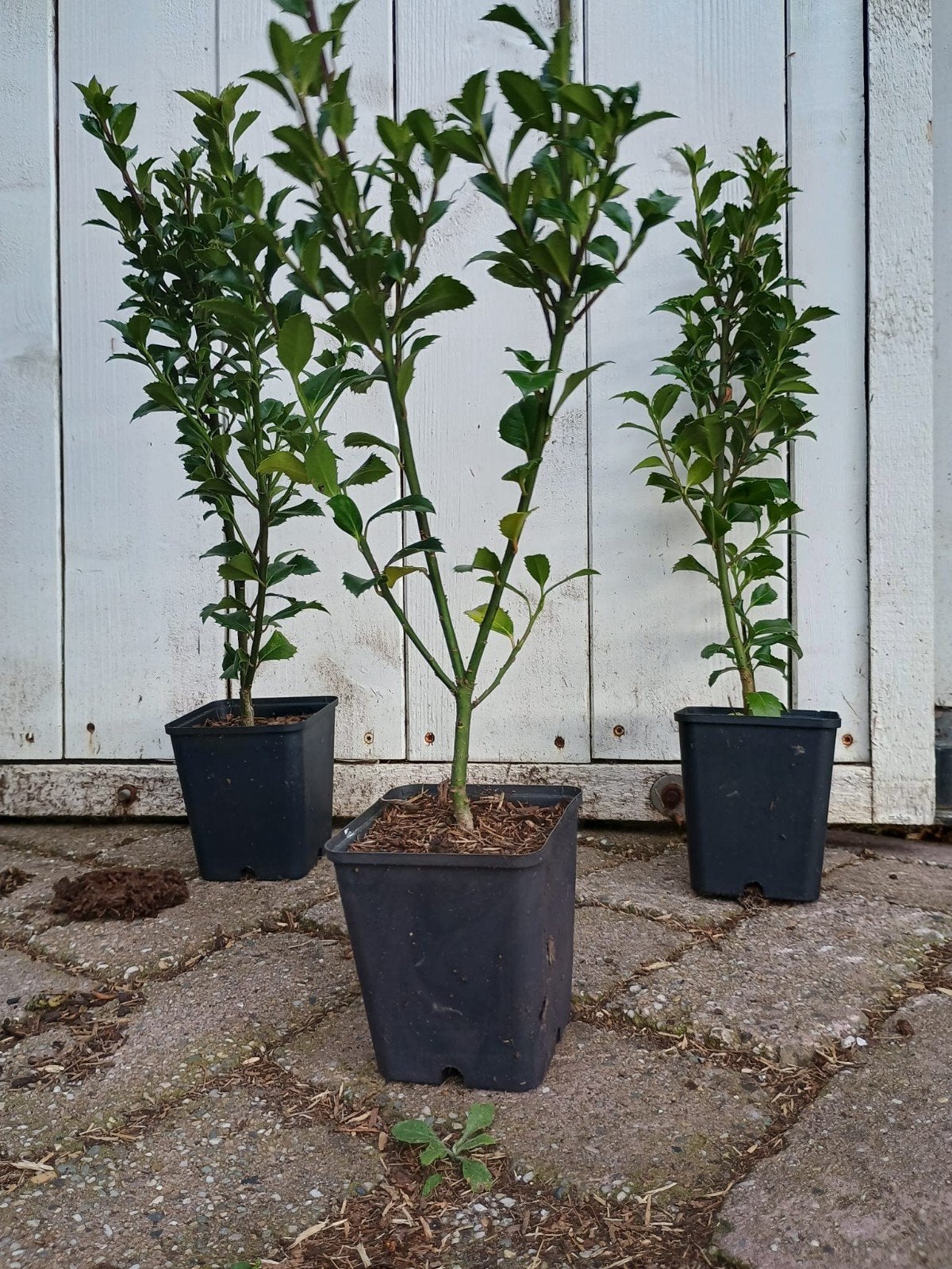 Ilex meserveae Heckenstar. Sterke haagplant P9 plantgoed, Overige soorten, Vaste plant, Ophalen of Verzenden, Halfschaduw