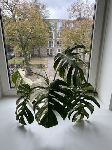 Monstera Albo Variegata Highly Variegated Plant Kamerplant, Ophalen of Verzenden, Halfschaduw, Minder dan 100 cm