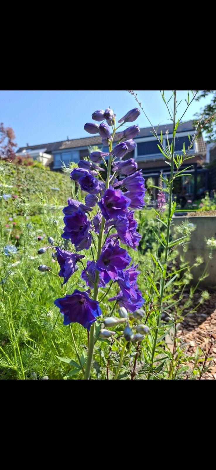 Ridderspoor Delphinium zaden, Verzenden, Gehele jaar, Halfschaduw, Zaad