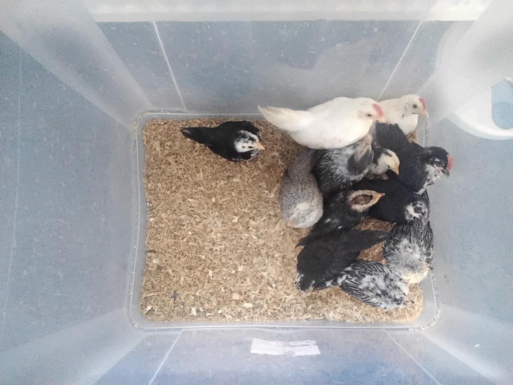 Serana kipjes, Dieren en Toebehoren, Vrouwelijk, Kip