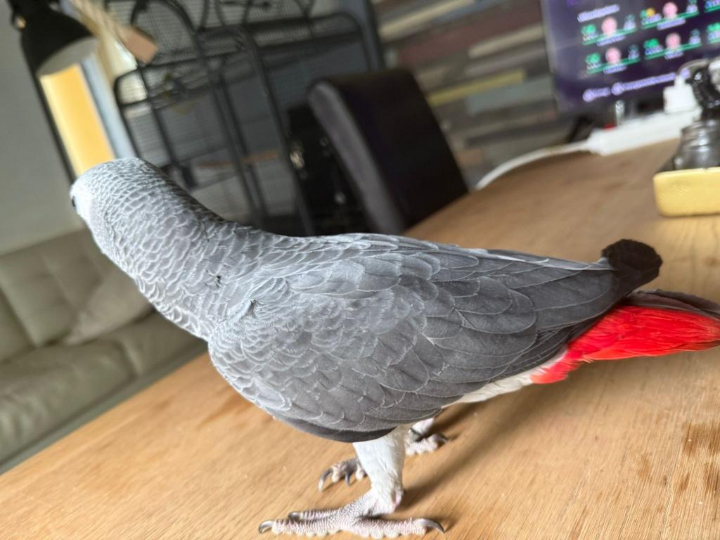 Mega tamme grijzeroodstaart, Dieren en Toebehoren, Vogels | Parkieten en Papegaaien, Geslacht onbekend, Papegaai, Pratend