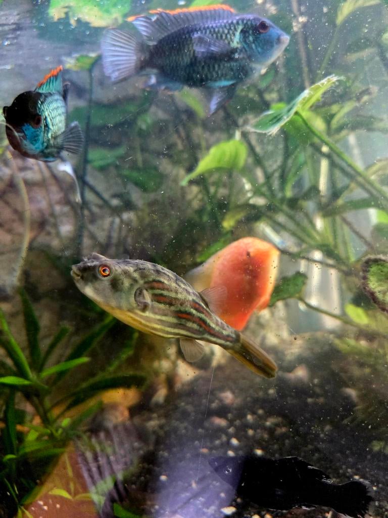 Fahaka kogelvis, puffer fish, Dieren en Toebehoren, Vissen | Aquariumvissen, Vis