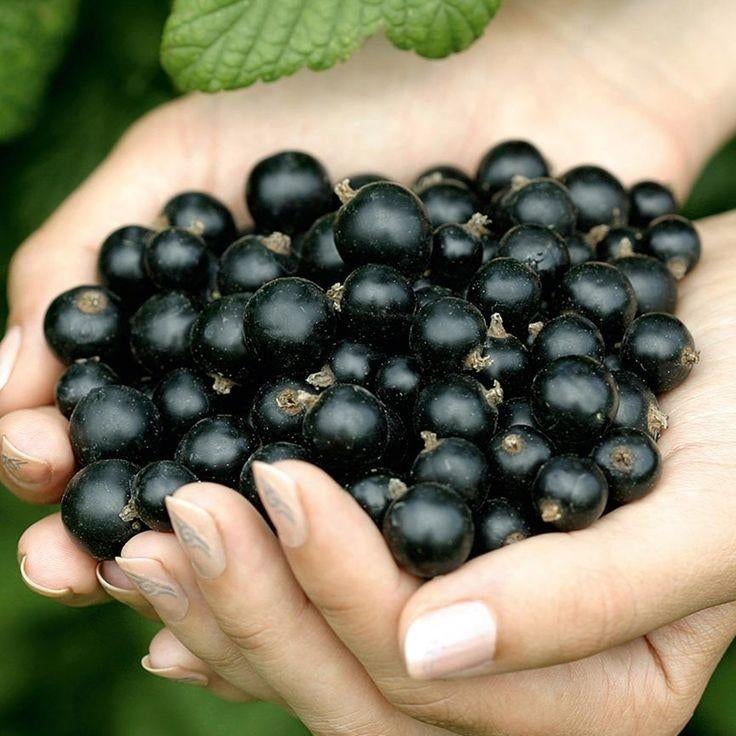 Ribes Nigrum 'Big Ben' grote bes stekken., Ophalen of Verzenden, Volle zon