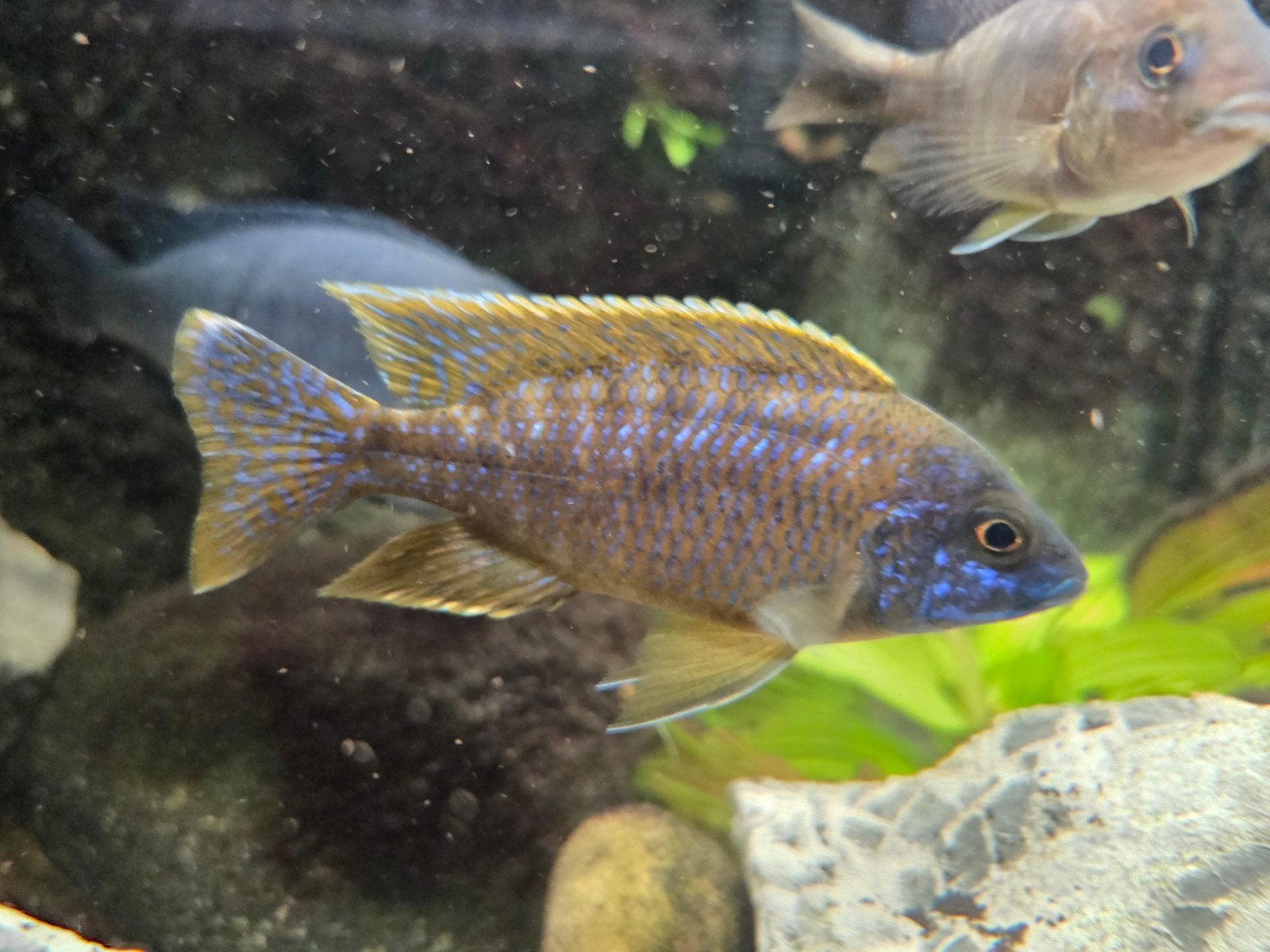 Aulonocara, Dieren en Toebehoren, Vis