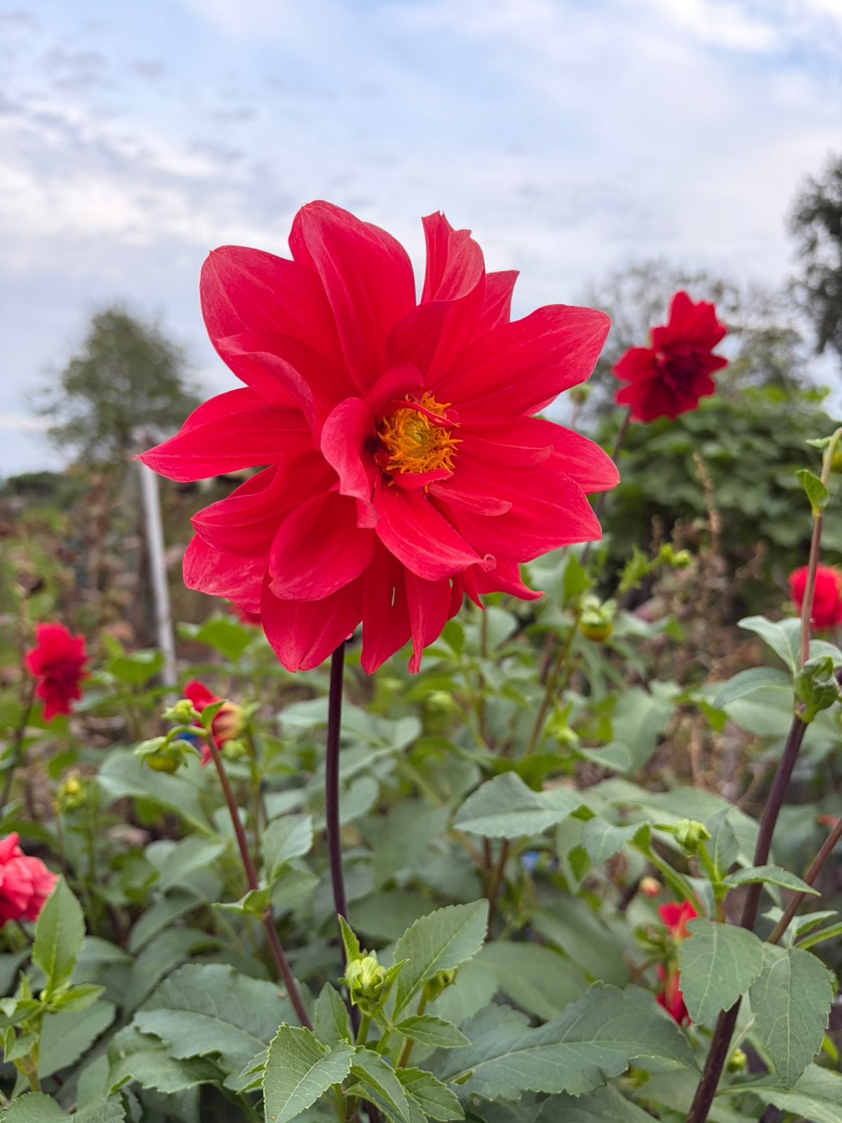 Groot rood bloemig dahlia knol, Tuin en Terras, Ophalen, Volle zon, Knol