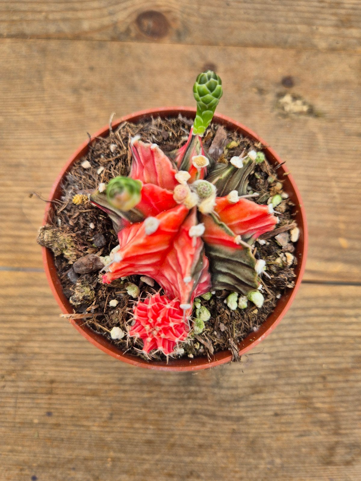 Cactus Gymnocalycium Mihanovichii p8 (2), Ophalen of Verzenden, Cactus, Volle zon, Minder dan 100 cm