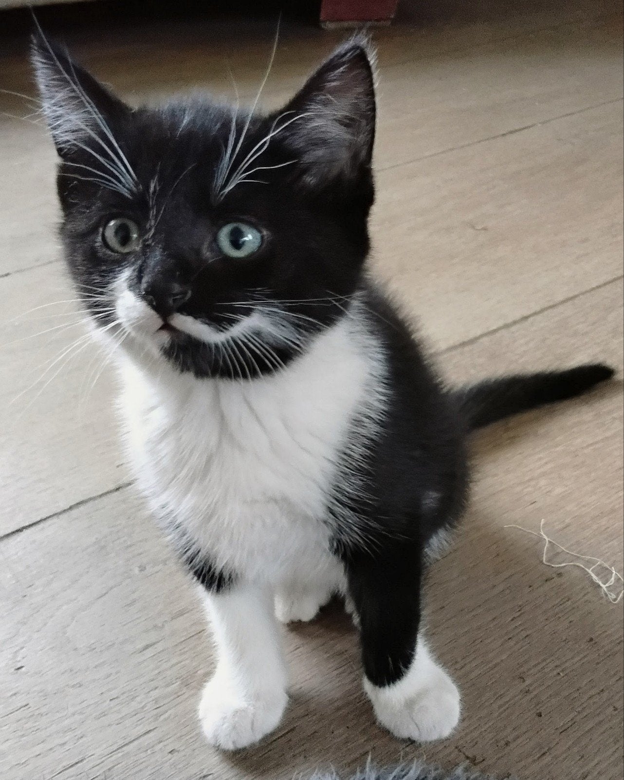 Nestje van 5 lieve kittens, Dieren en Toebehoren, Katten en Kittens | Overige Katten, Meerdere dieren