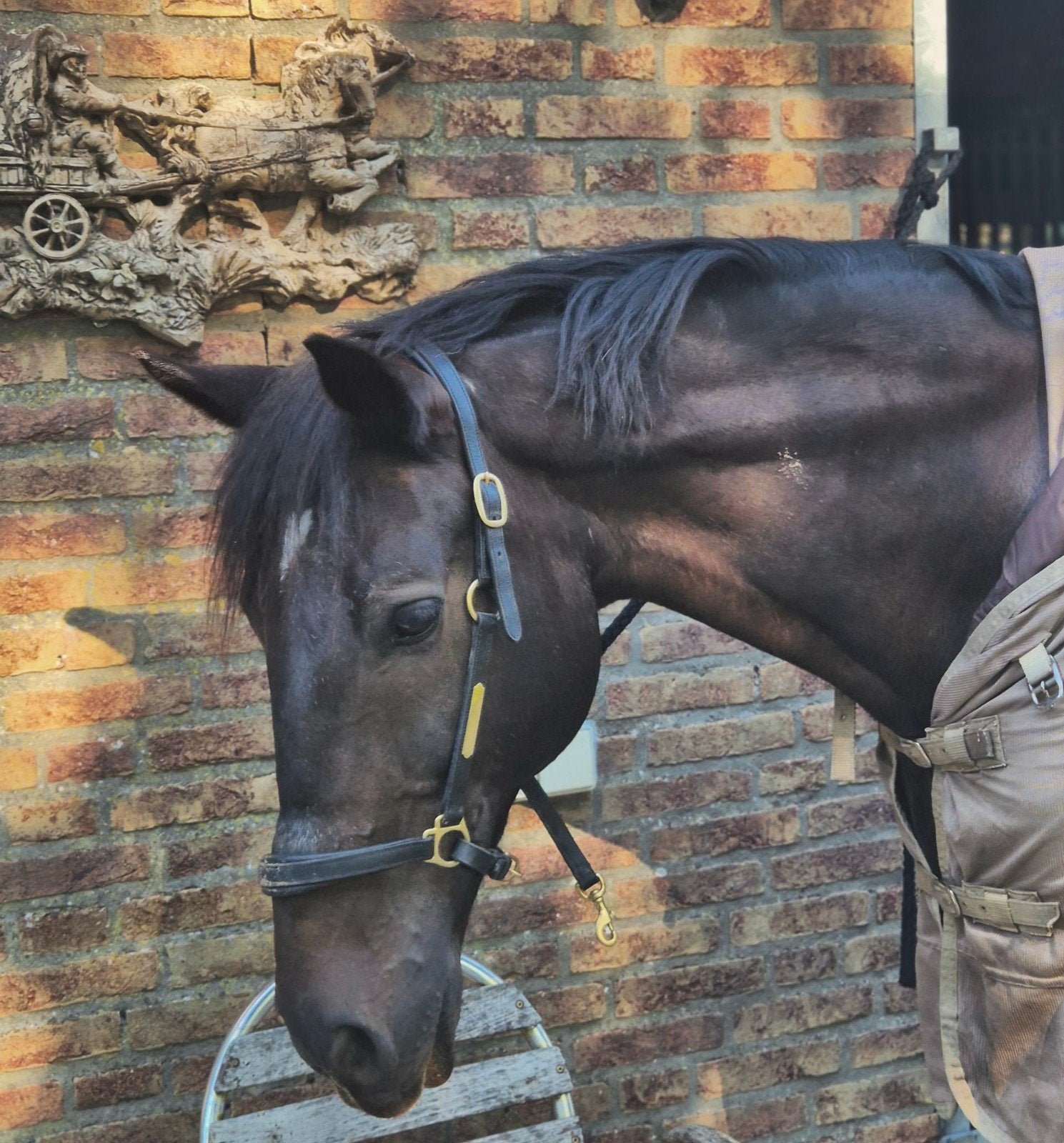 prachtige alround E pony van goud, Dieren en Toebehoren, Pony's, B, Ruin, Dressuurpony, 7 tot 10 jaar