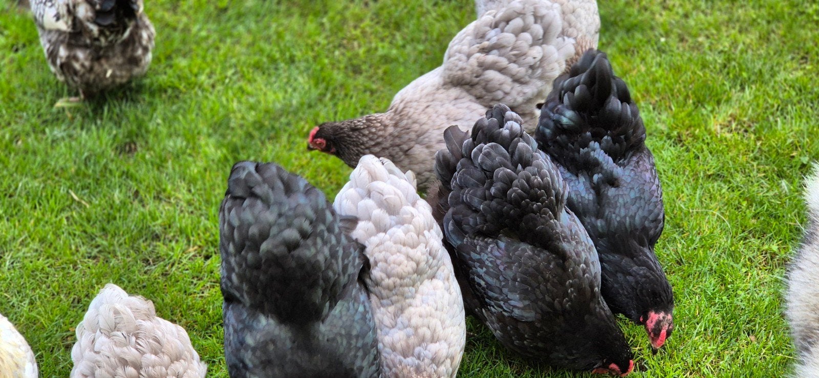 wyandotte kriel, Dieren en Toebehoren, Vrouwelijk, Kip