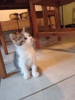 Getijgerd poesje, 10 weken oud, in Venlo, Dieren en Toebehoren, Poes, Kortharig, 0 tot 2 jaar