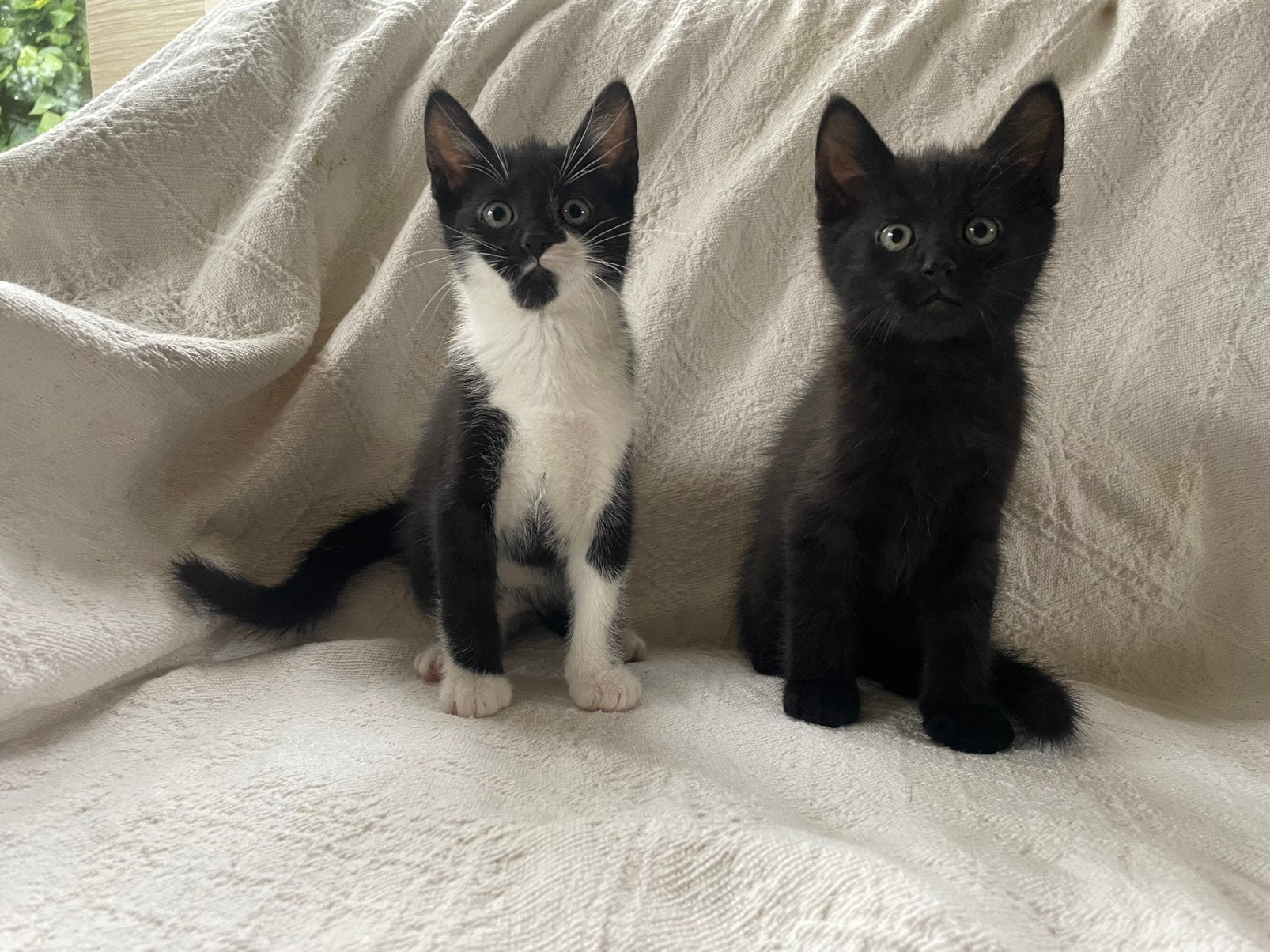 Lieve KITTENS, Dieren en Toebehoren, Katten en Kittens | Overige Katten, Kater, Kortharig, 0 tot 2 jaar