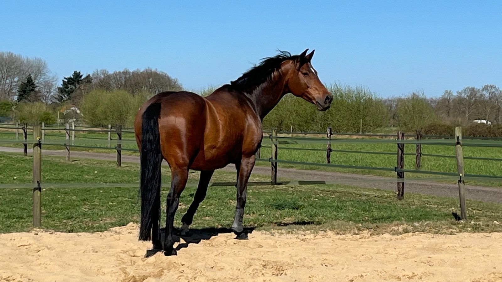 KWPN Merrie 17 jaar, Dieren en Toebehoren, Paarden, Merrie, Met stamboom, L, 11 jaar of ouder