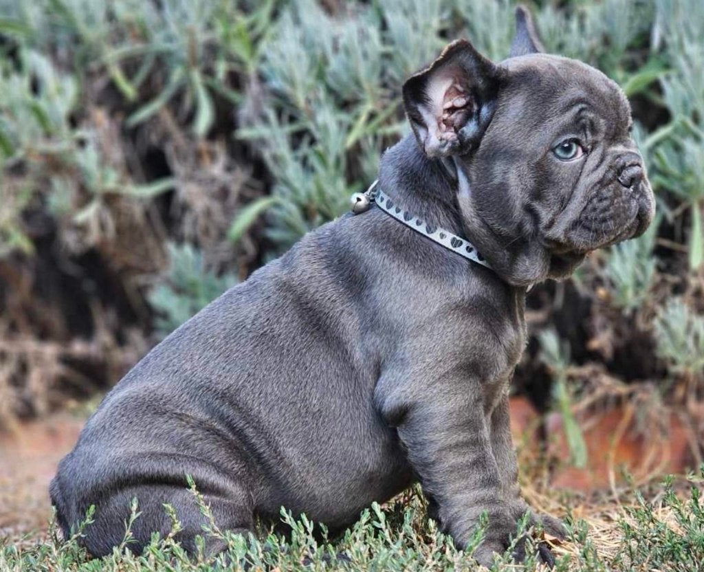 Franse Bulldog pup, 8 tot 15 weken, Buitenland, Teef, Parvo