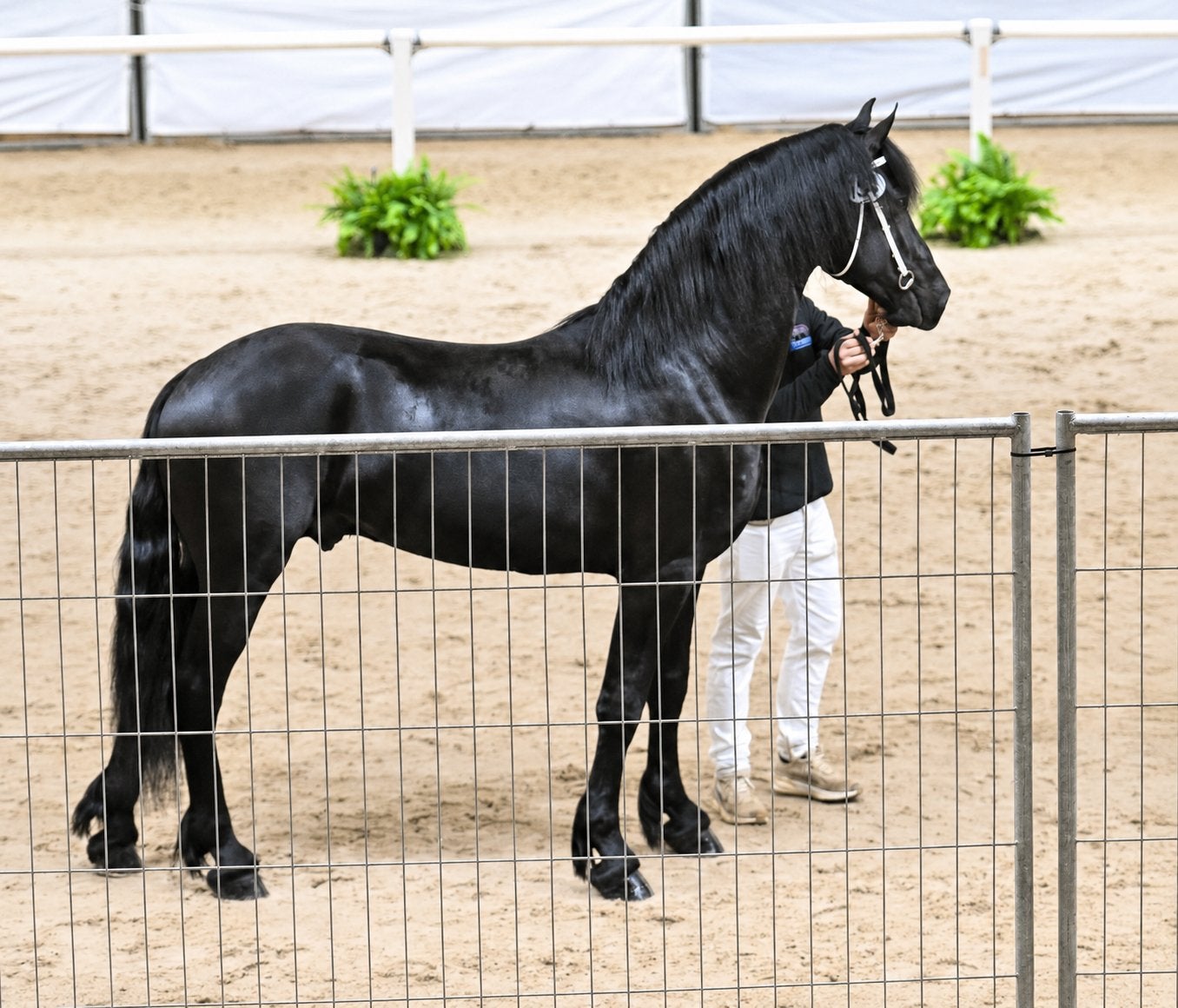 Luxe 3 jarige friese sterhengst, Dieren en Toebehoren, Paarden, Merrie, Minder dan 160 cm, Dressuurpaard, 0 tot 2 jaar