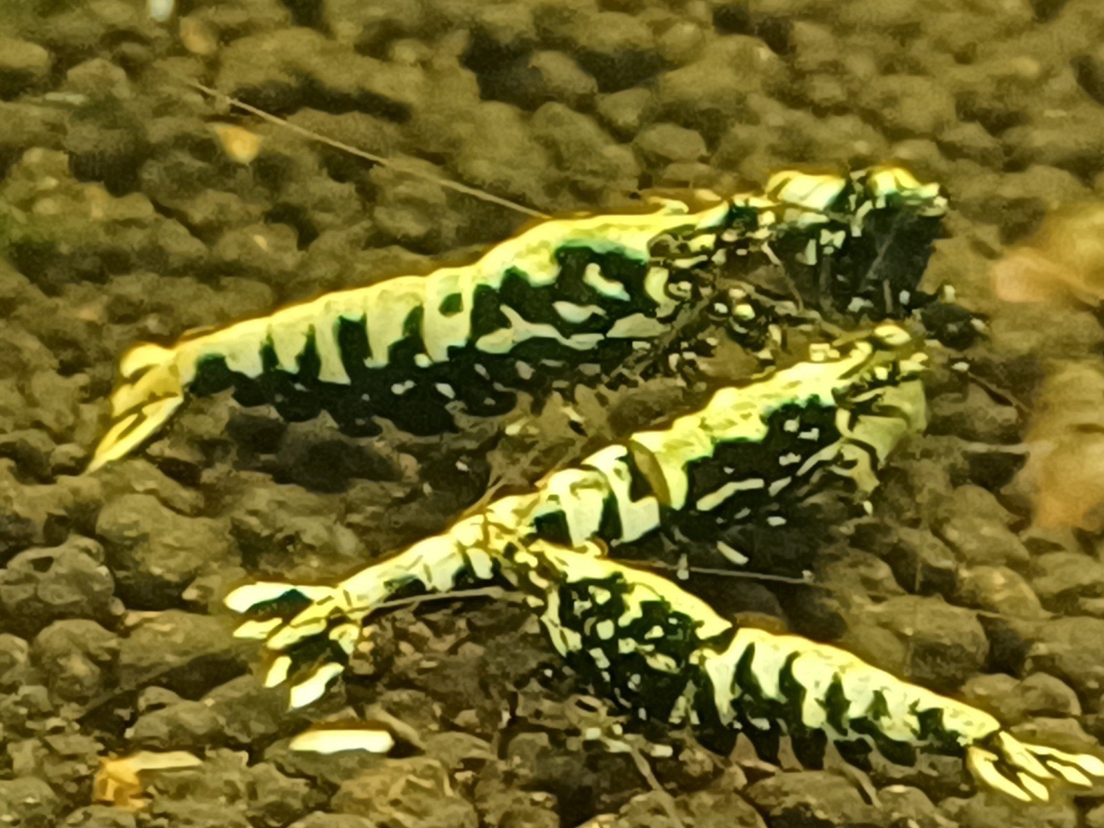 Galaxy garnalen uit boa, Kreeft, Krab of Garnaal