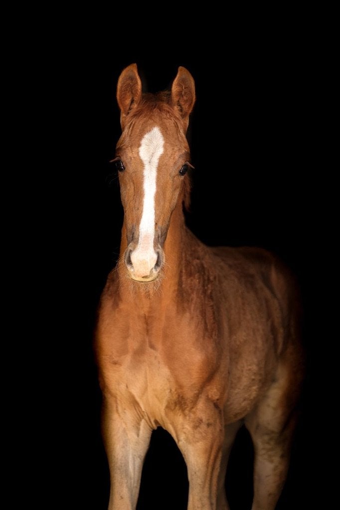 Veelbelovend merrieveulen uit topstam, Dieren en Toebehoren, Paarden, Merrie, Dressuurpaard, 0 tot 2 jaar