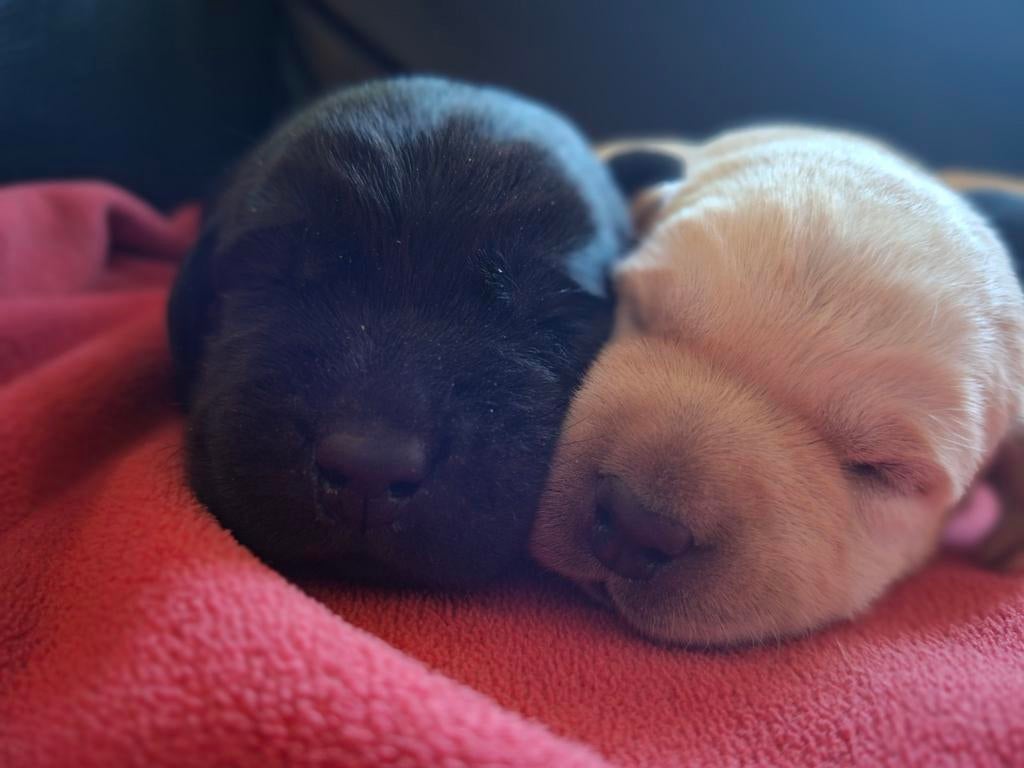 Labrador retriever pups, Dieren en Toebehoren, Parvo, 8 tot 15 weken, Labrador retriever, Meerdere