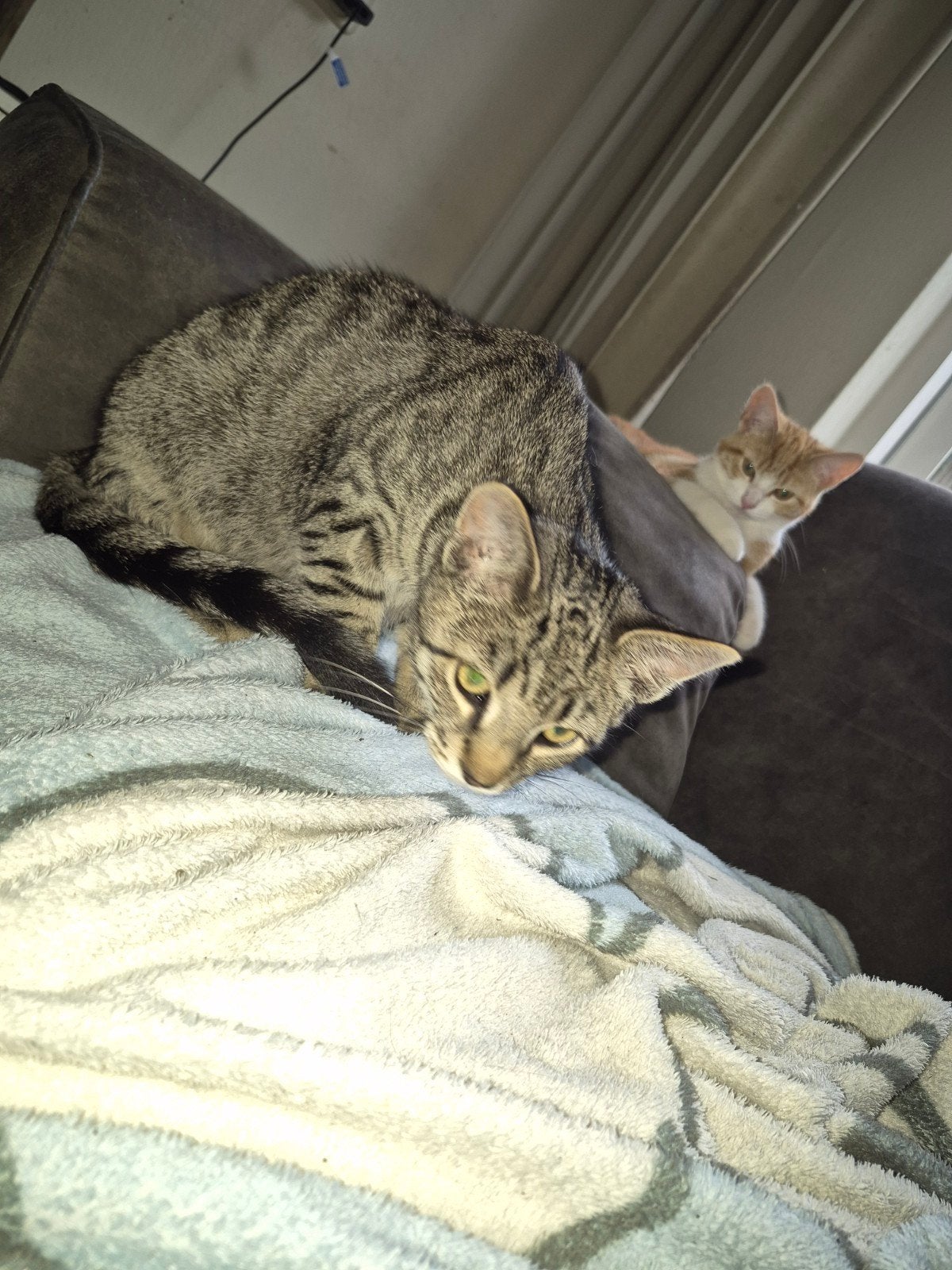 kitten, Dieren en Toebehoren