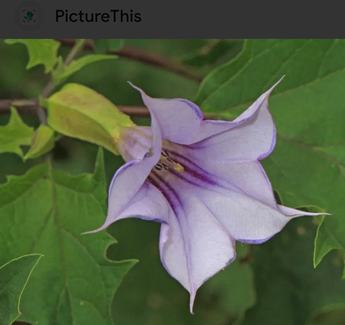 Datura planten paars !!, Ophalen of Verzenden, Overige soorten, Volle zon