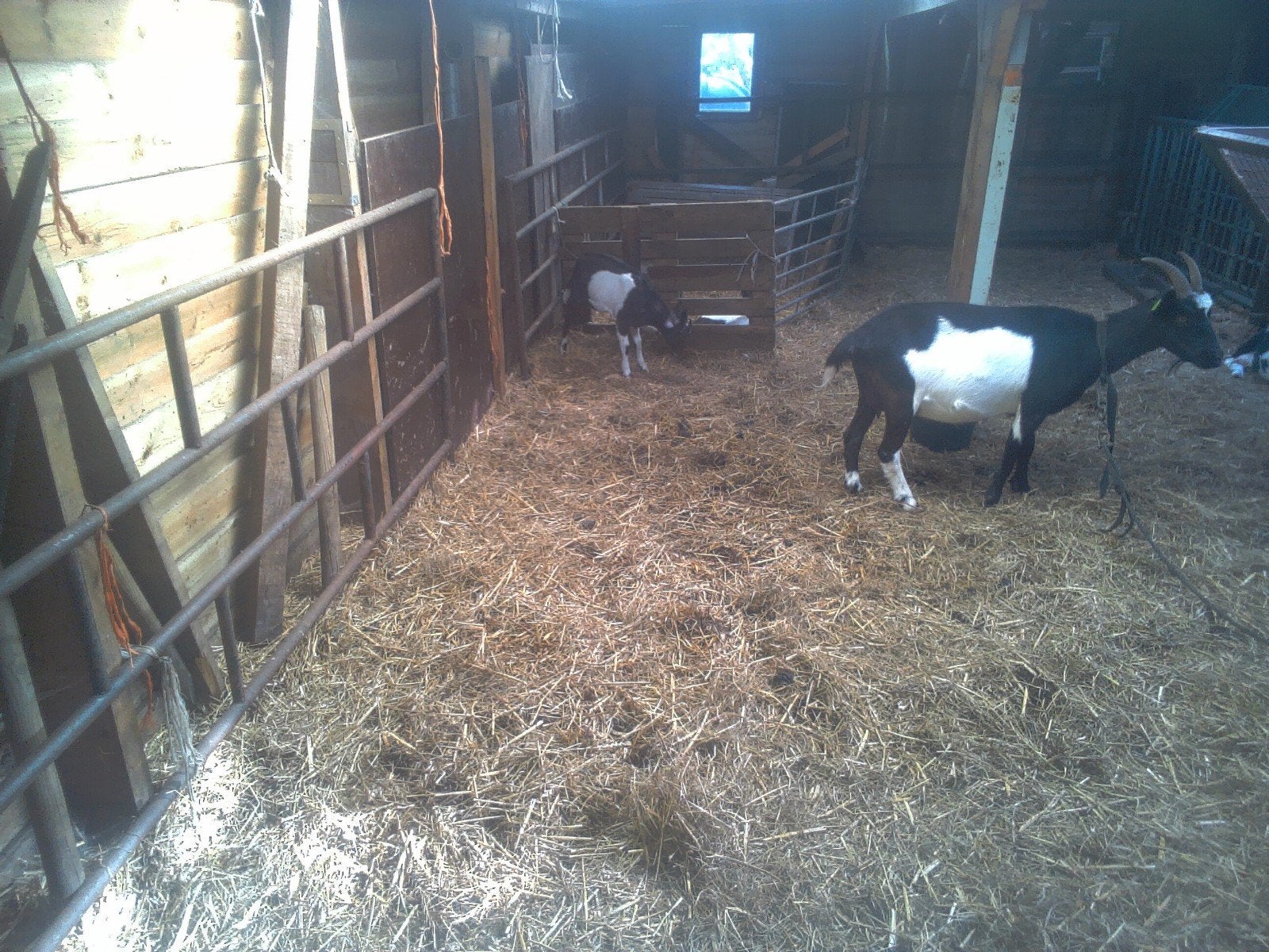 zwartbonte geit en bokje van 3 maand oud, Meerdere dieren, Geit