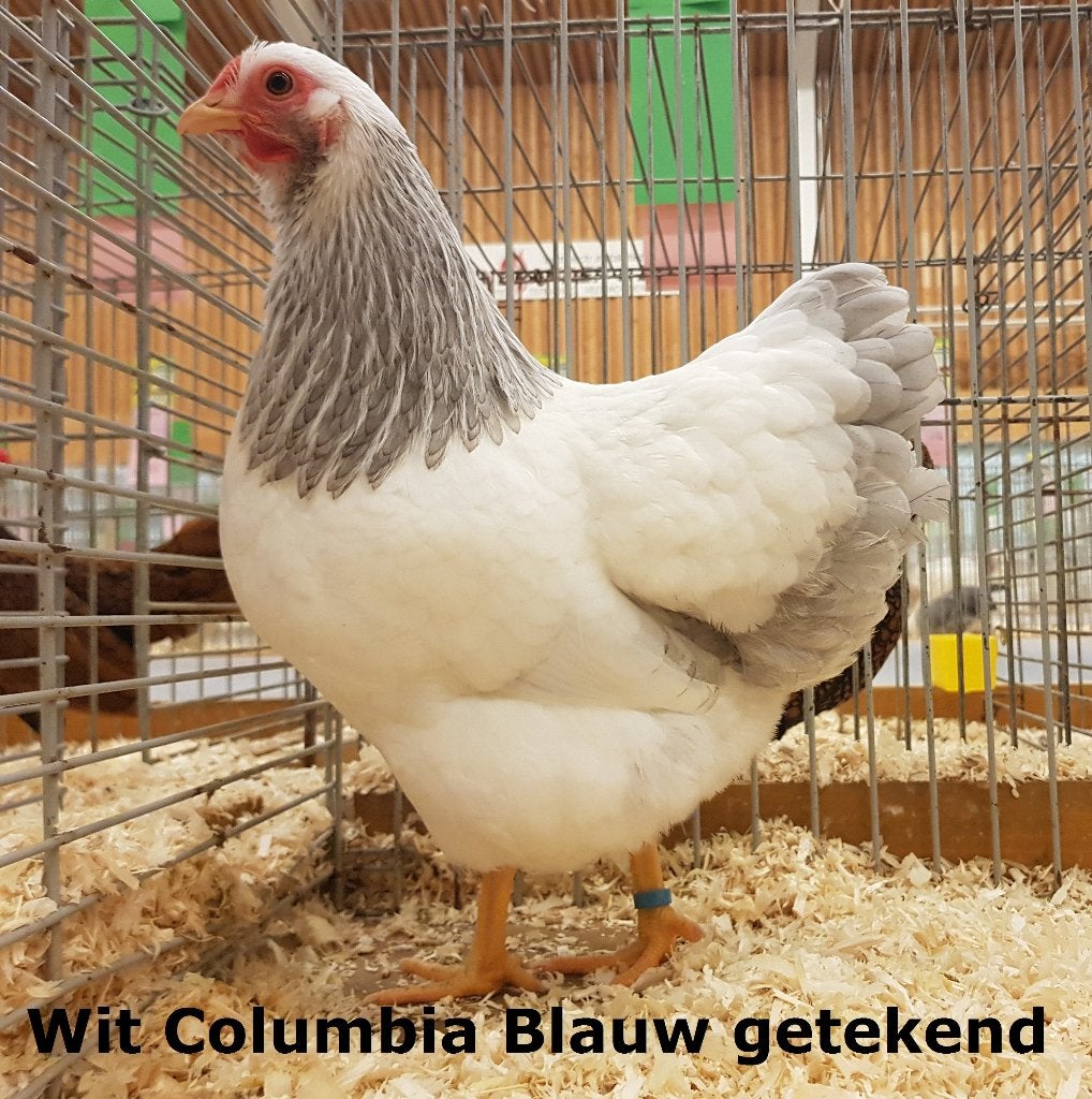 Wyandotte kriel Wit Columbia, Dieren en Toebehoren, Vrouwelijk, Kip