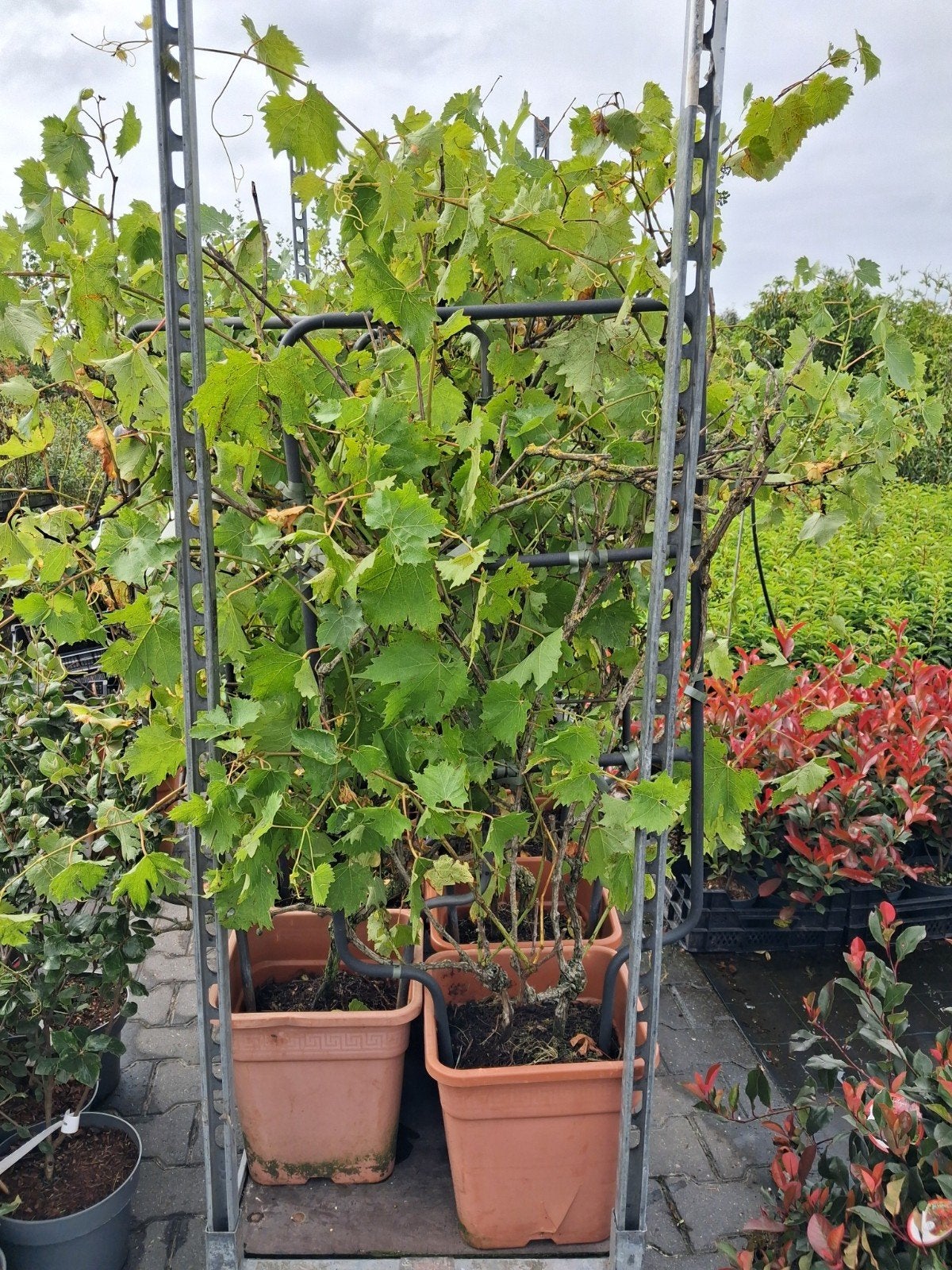 Actie!! Kant-en-klaarhaag Druif wit en blauwe druiven, Volle zon, Vaste plant, Ophalen of Verzenden, Fruitplanten