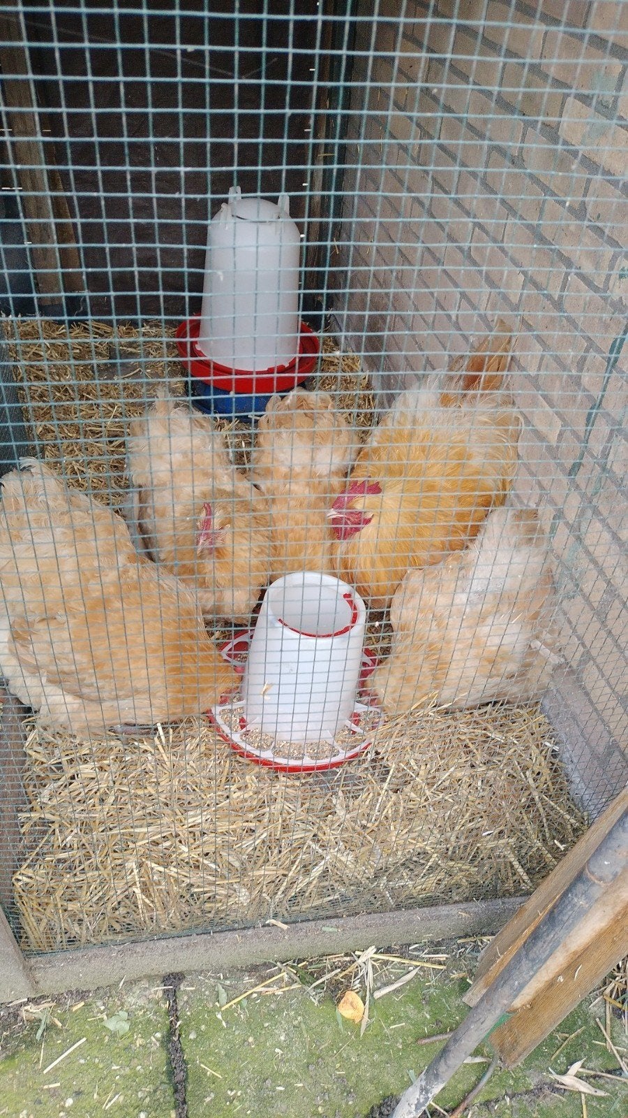 kippen, Dieren en Toebehoren, Meerdere dieren, Kip