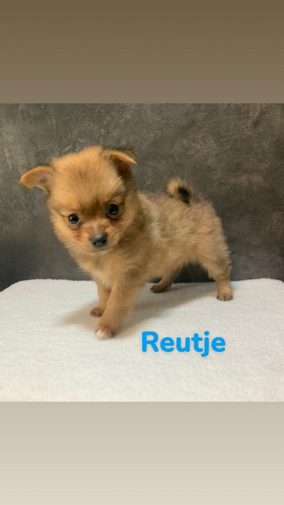Puppy 'Pomchi ', Overige rassen, 8 tot 15 weken, Meerdere, Meerdere dieren