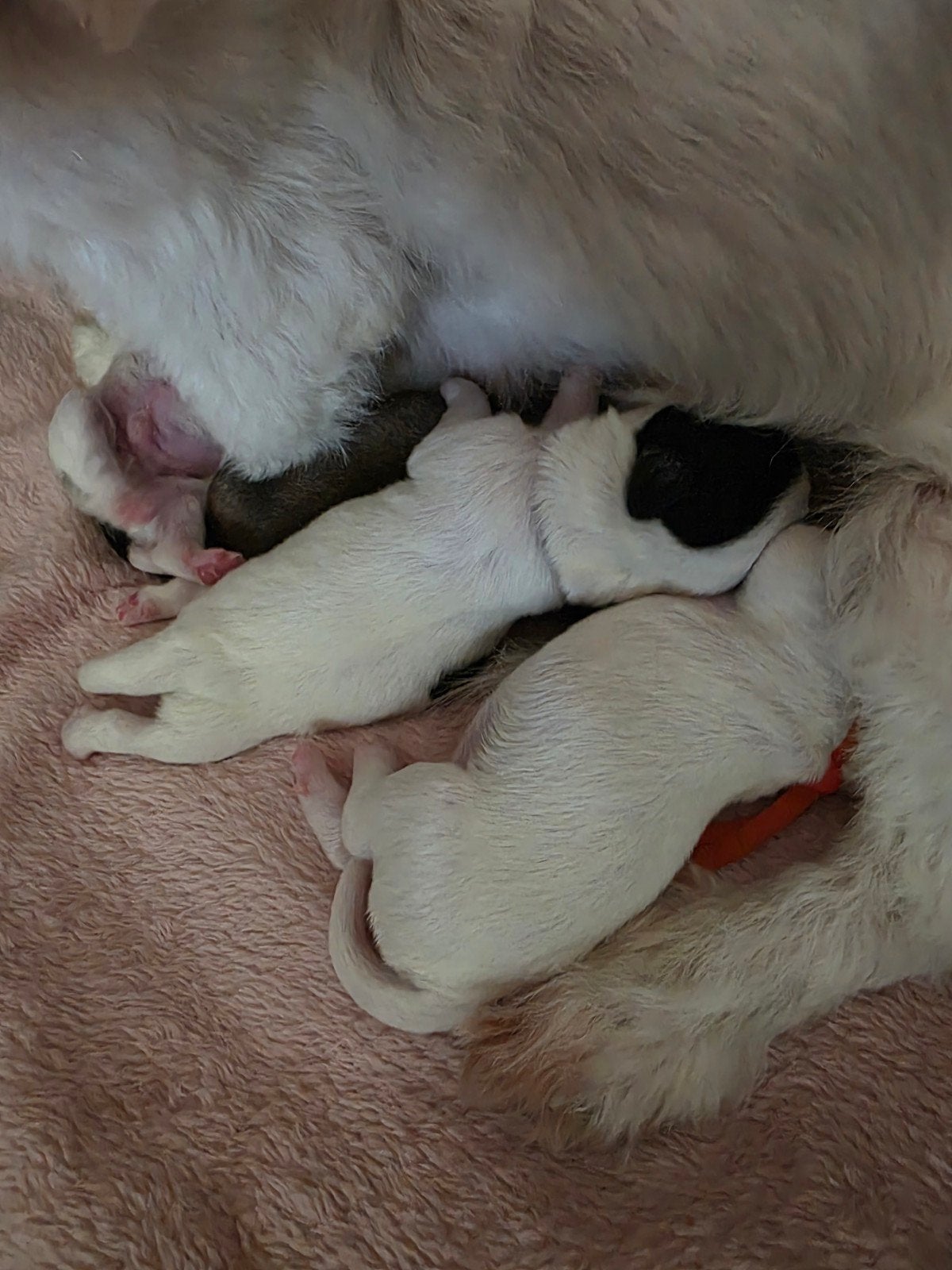 boomer pups, CDV (hondenziekte), Maltezer, 8 tot 15 weken, Meerdere
