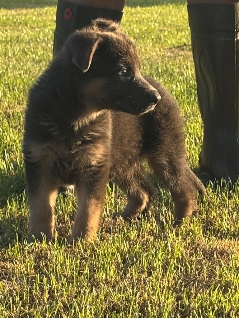 Mooie Duitse herder pup, 8 tot 15 weken, Teef, Parvo, Meerdere