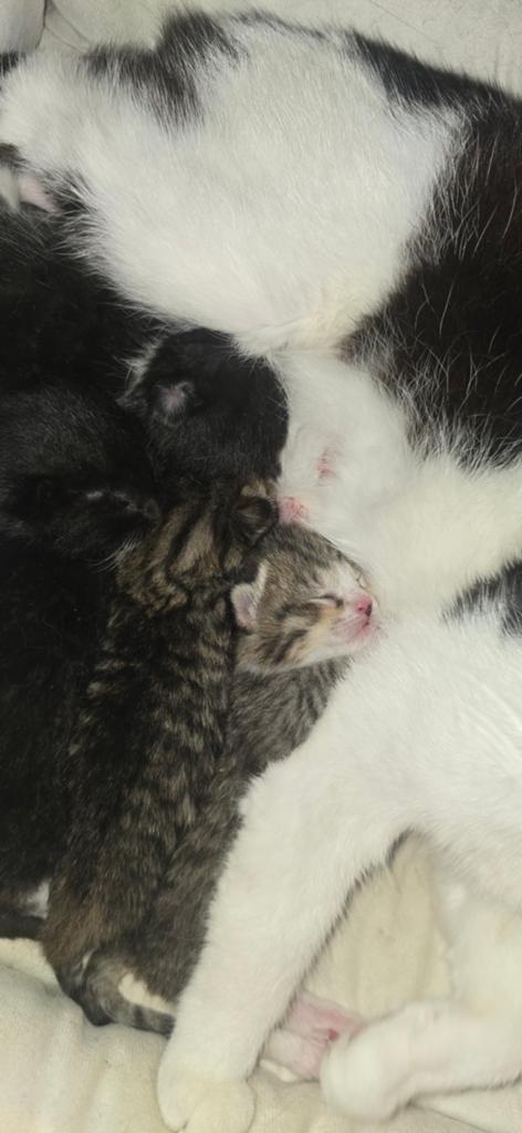 Kittens, Dieren en Toebehoren, Katten en Kittens | Raskatten | Langhaar, Meerdere dieren, Ontwormd