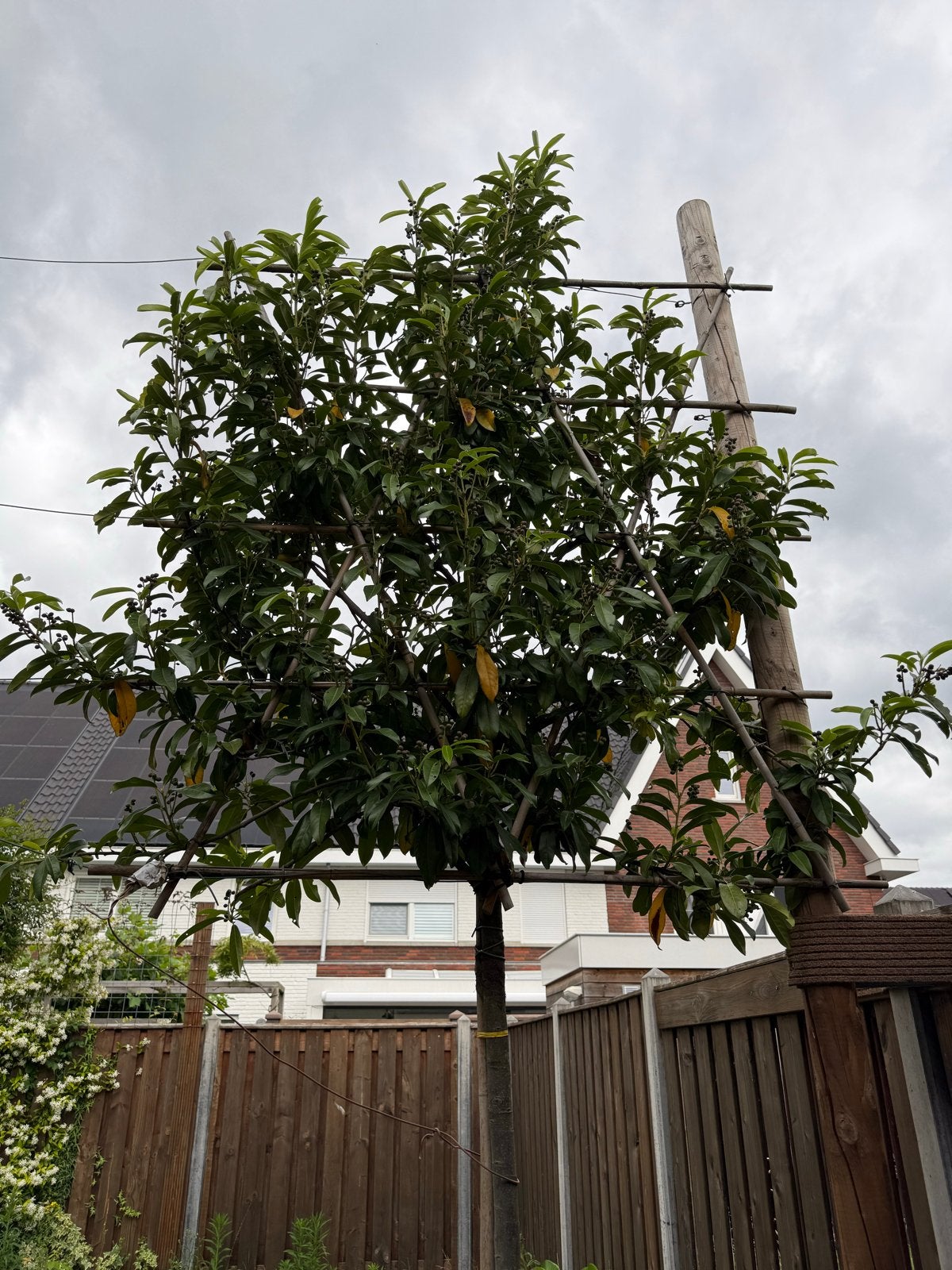 Leiboom - Prunus laurocerasus Caucasica 5 stuk per st €99,98, Leiboom, Lente, 250 tot 400 cm, Ophalen