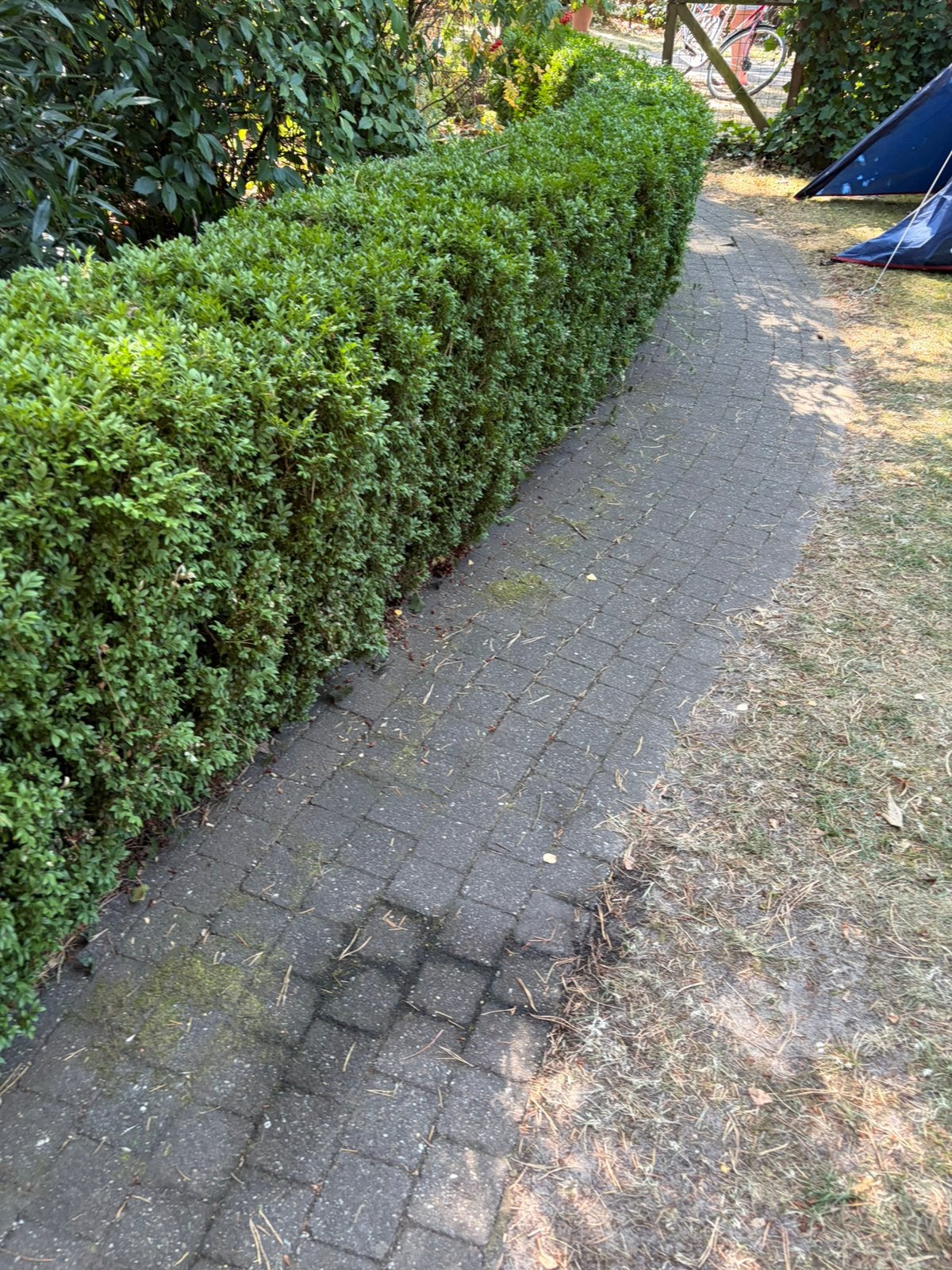 Ligusterhaag 15m zelf verwijderen 80-100cm hoog, Tuin en Terras, Planten | Struiken en Hagen, Ophalen, Liguster, Haag, 100 tot 250 cm