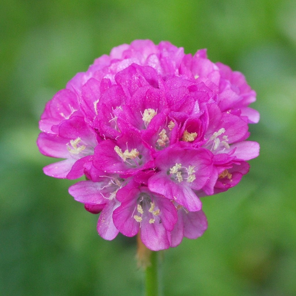Zaden Engels gras roze  (Armeria maritima Abbey Deep Rose), Ophalen of Verzenden, Voorjaar, Volle zon, Zaad