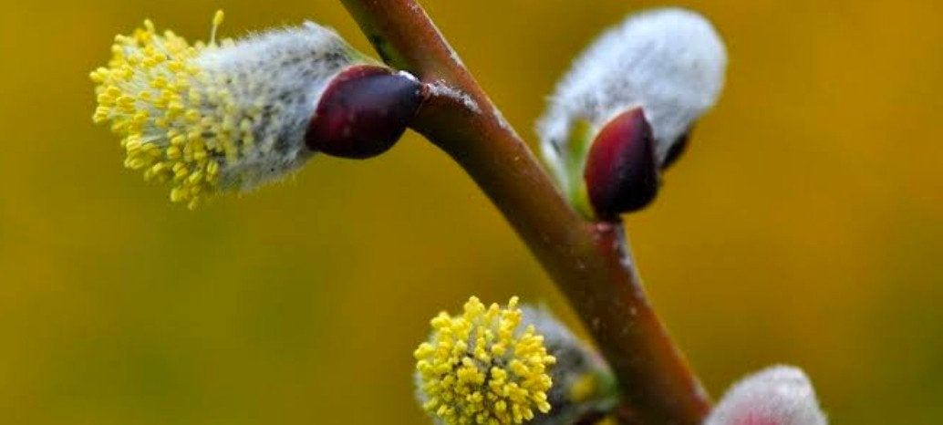salix caprea (katjeswilg), Overige soorten, Lente, 250 tot 400 cm, Ophalen