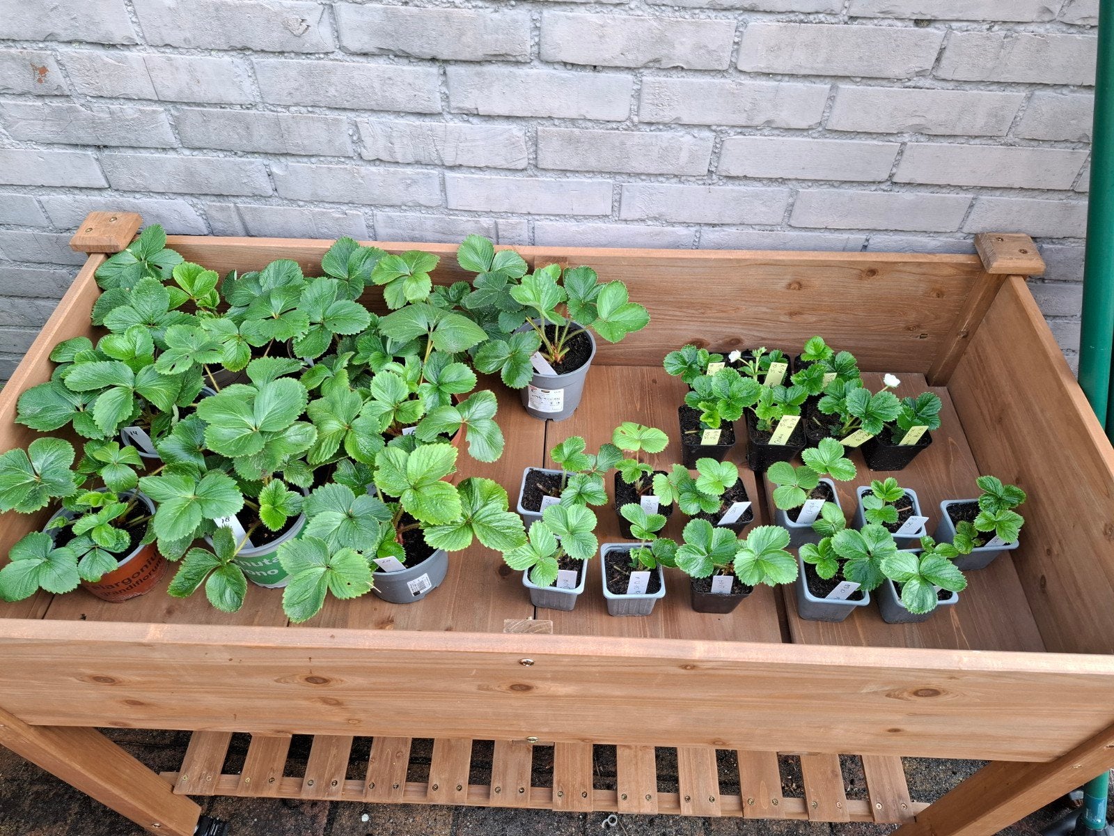 Verschillende aardbeienplanten, zowel stek als jonge planten, Ophalen, Vaste plant, Fruitplanten, Volle zon