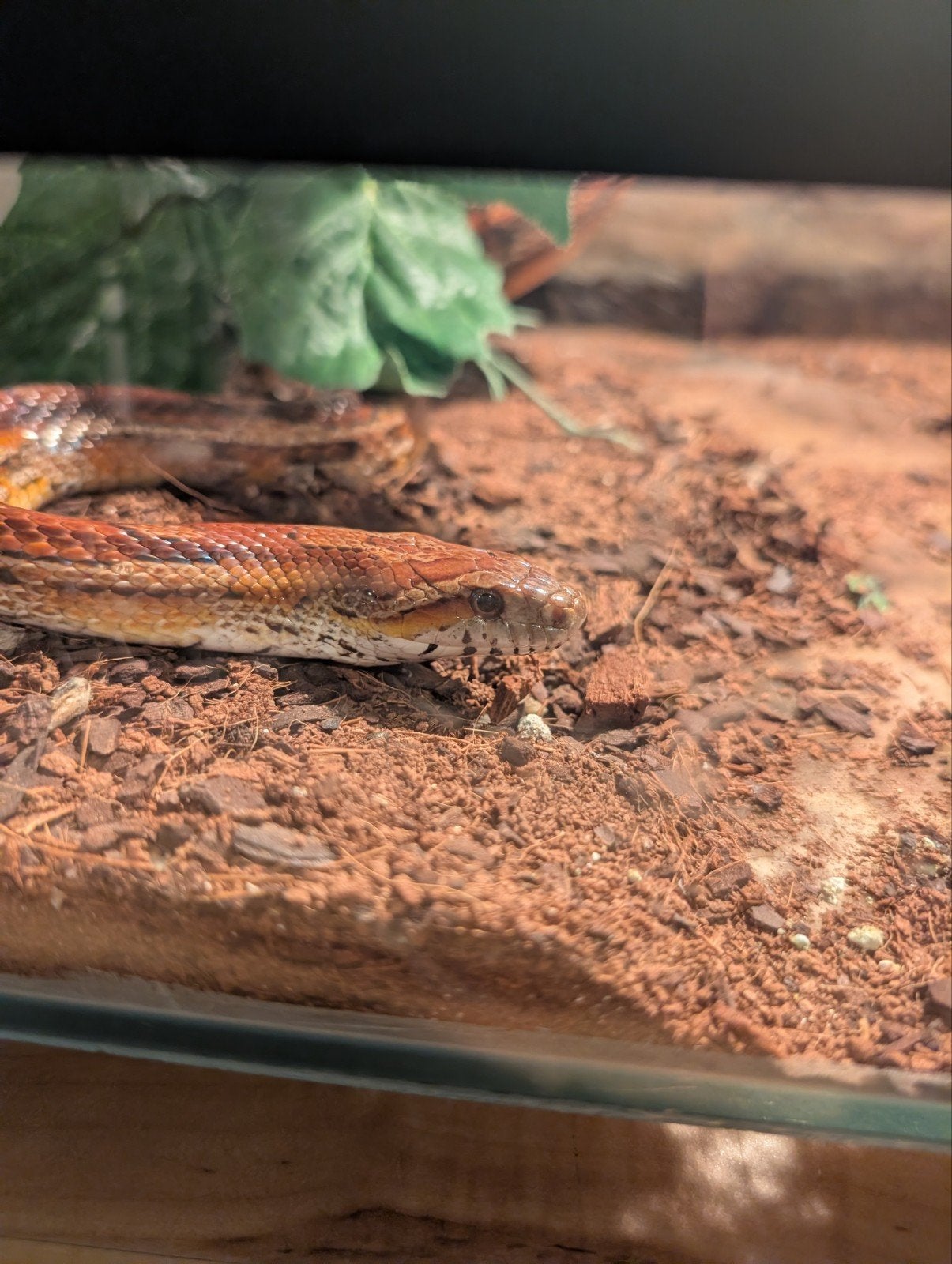 Volwassen Rattenslang met groot terrarium Rat Snake photo 5
