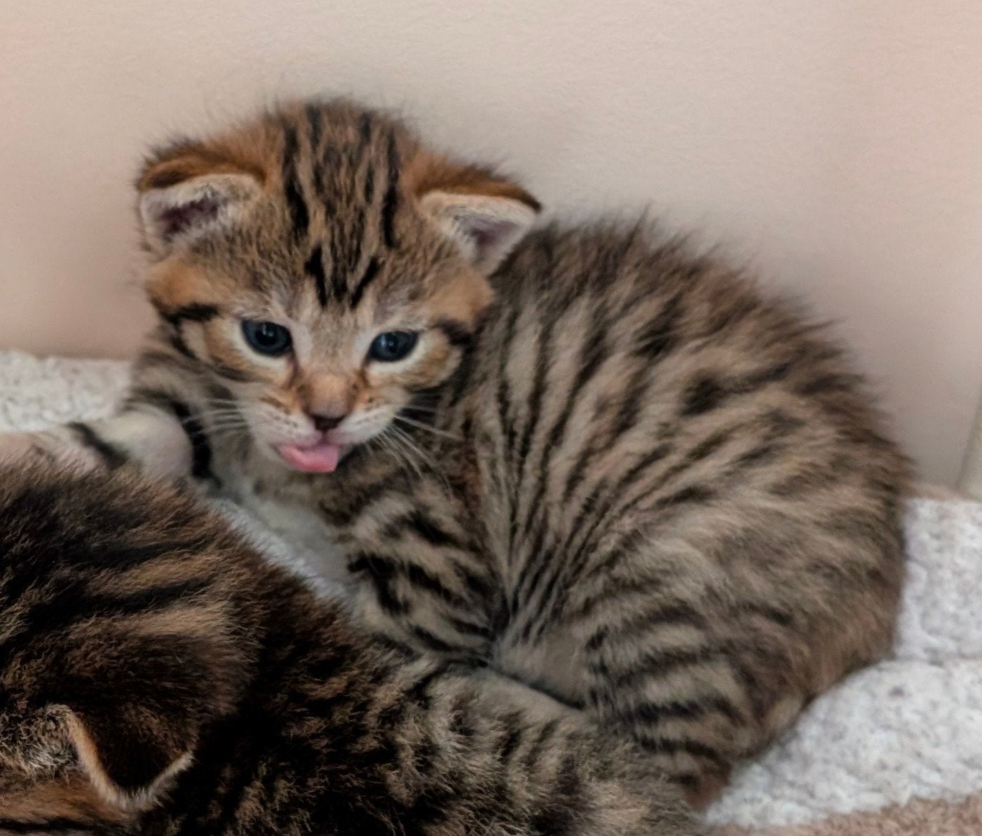 Kittens nog van het nest kunnen over paar weken in overleg, Dieren en Toebehoren, Katten en Kittens | Overige Katten, Kater