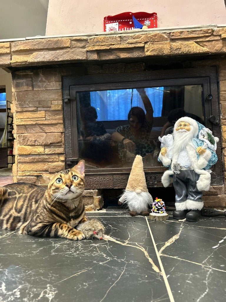 Twee prachtige Bengaalse katers zoeken een nieuw thuis., Dieren en Toebehoren, Poes, Gechipt, 0 tot 2 jaar