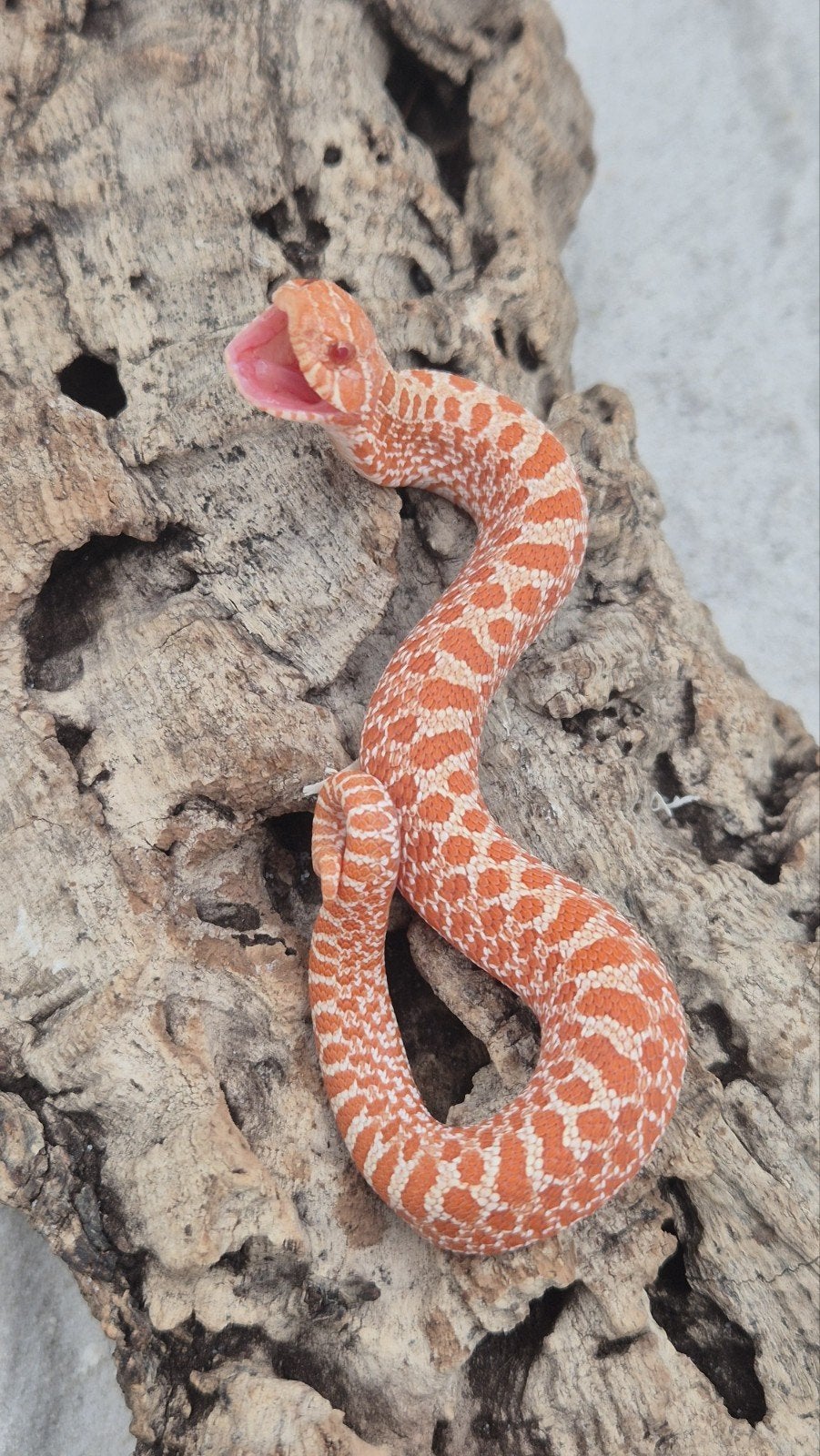 Ex red albino haakneusslang Hognose Snake photo 4