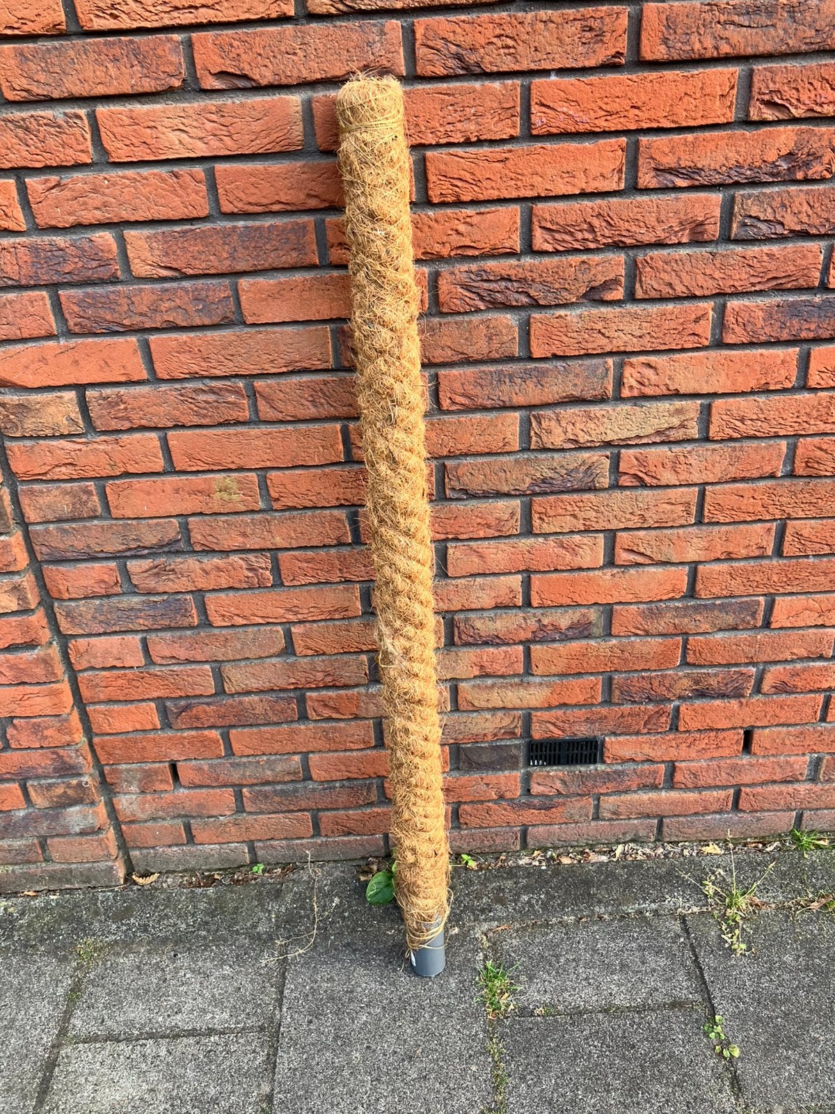 Mosstok, Ophalen of Verzenden, Halfschaduw, Minder dan 100 cm
