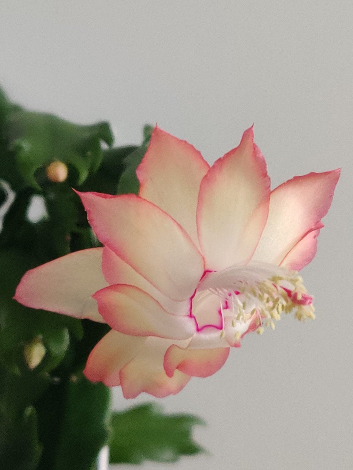 Schlumbergera 'Colibri Adriana' stek ongeworteld, Verzenden, Halfschaduw, Minder dan 100 cm