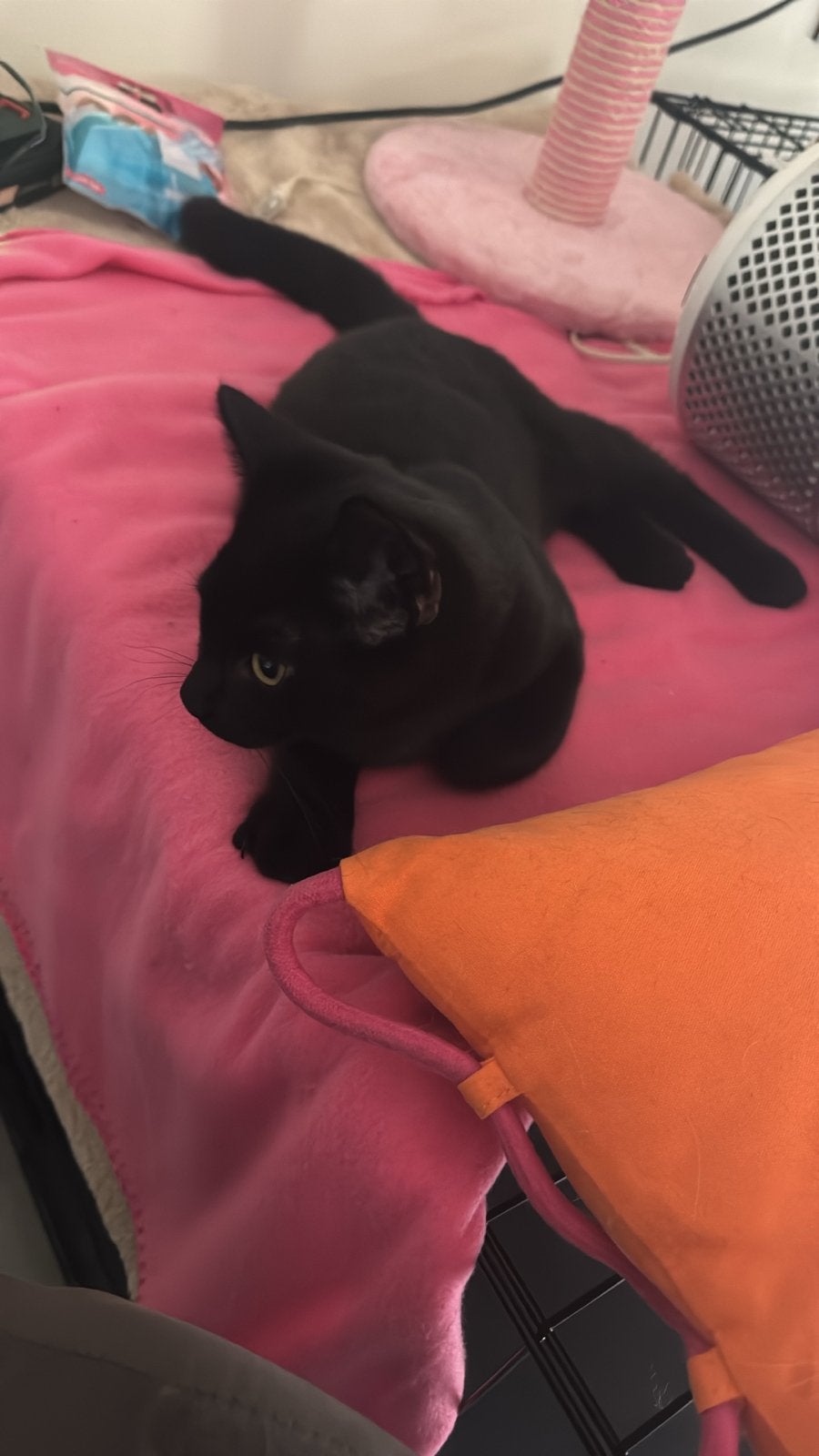 Lieve en speelse kittens/kat/poes zoeken een warm huisje!, Dieren en Toebehoren, Meerdere dieren