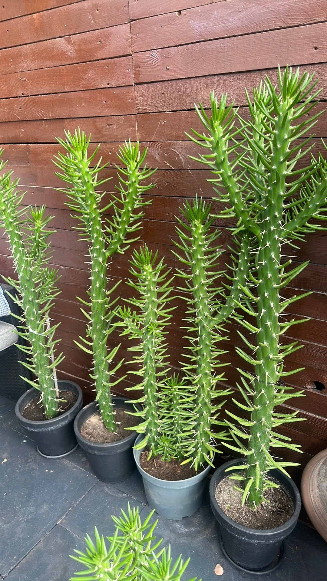 Cactussen, Ophalen, Overige soorten, Minder dan 100 cm