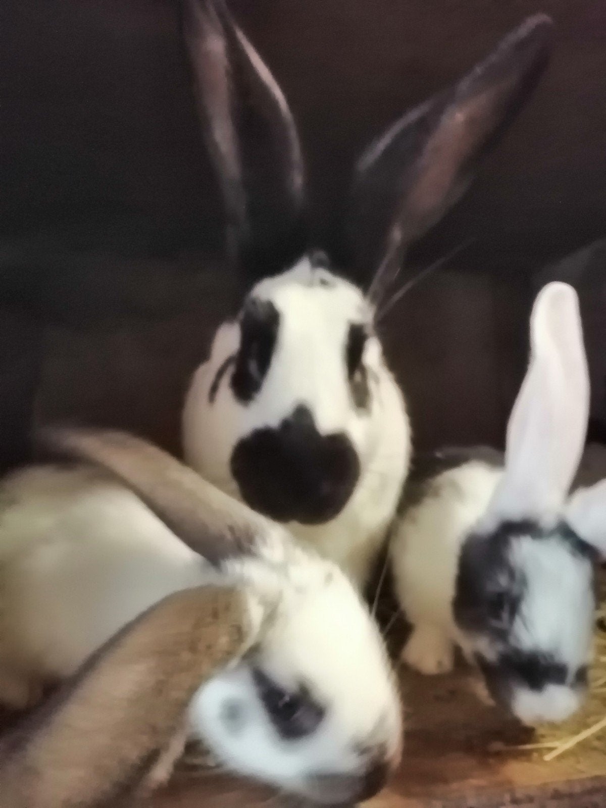 grote vlinder met 5 jongen, Dieren en Toebehoren, Konijnen, Meerdere dieren, Groot